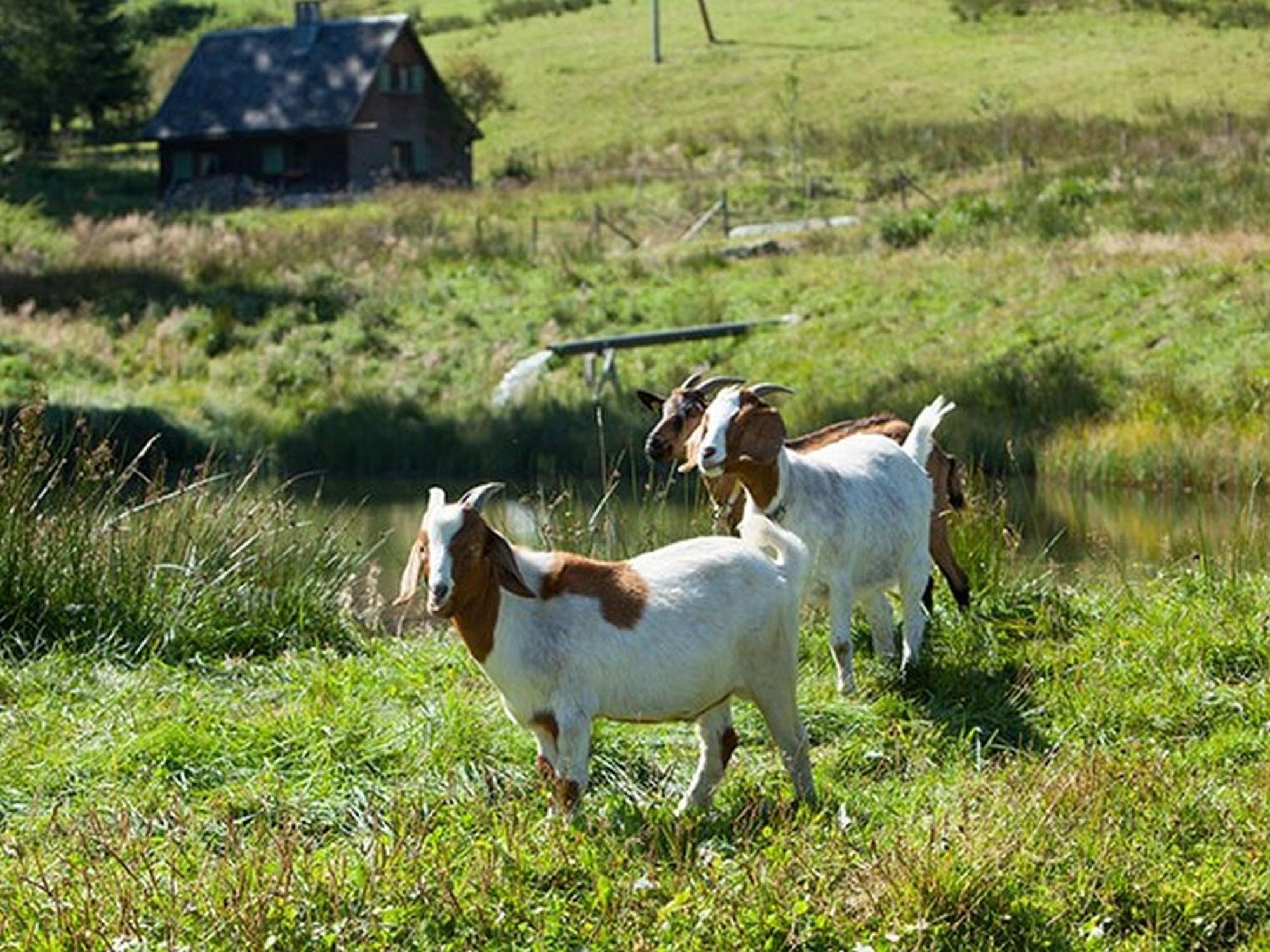 Ferienhaus Esche Hinterzarten Bagian luar foto